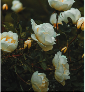 Fairywren White Rose & Bergamot