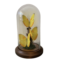 Load image into Gallery viewer, Butterfly Yellow