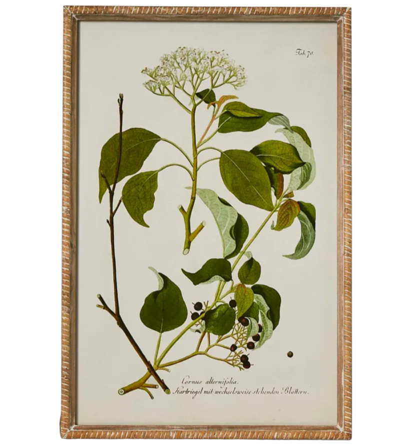 Vintage Botanical Print I