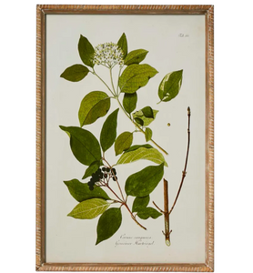 Vintage Botanical Print II