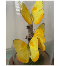 Load image into Gallery viewer, Butterfly Yellow