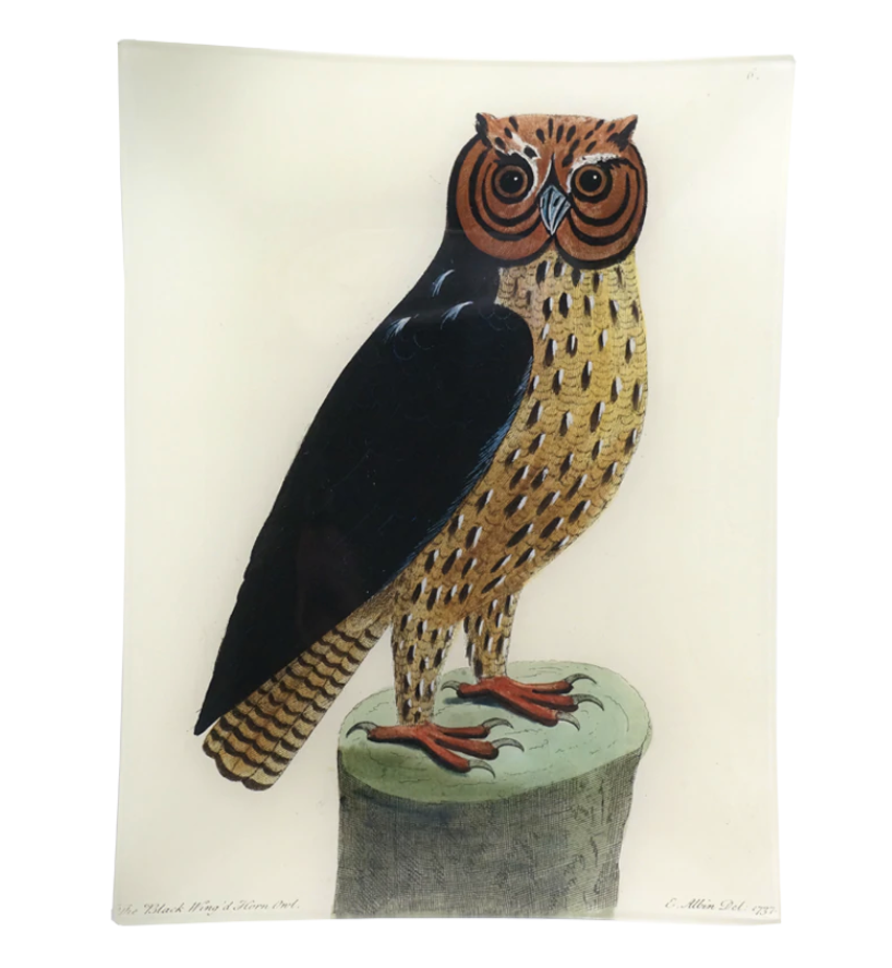 Horn Owl 11