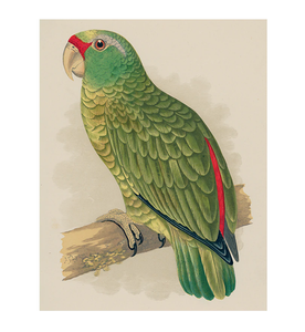 Amazon Parrot Tray Page (178) 11" x 14"