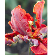 Load image into Gallery viewer, Tulips
