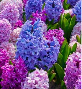 Fairywren Hyacinth