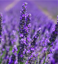 Load image into Gallery viewer, Fairywren Smoked Amber &amp; Lavendar Musk
