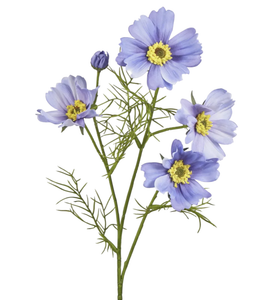 Cosmos Lavender