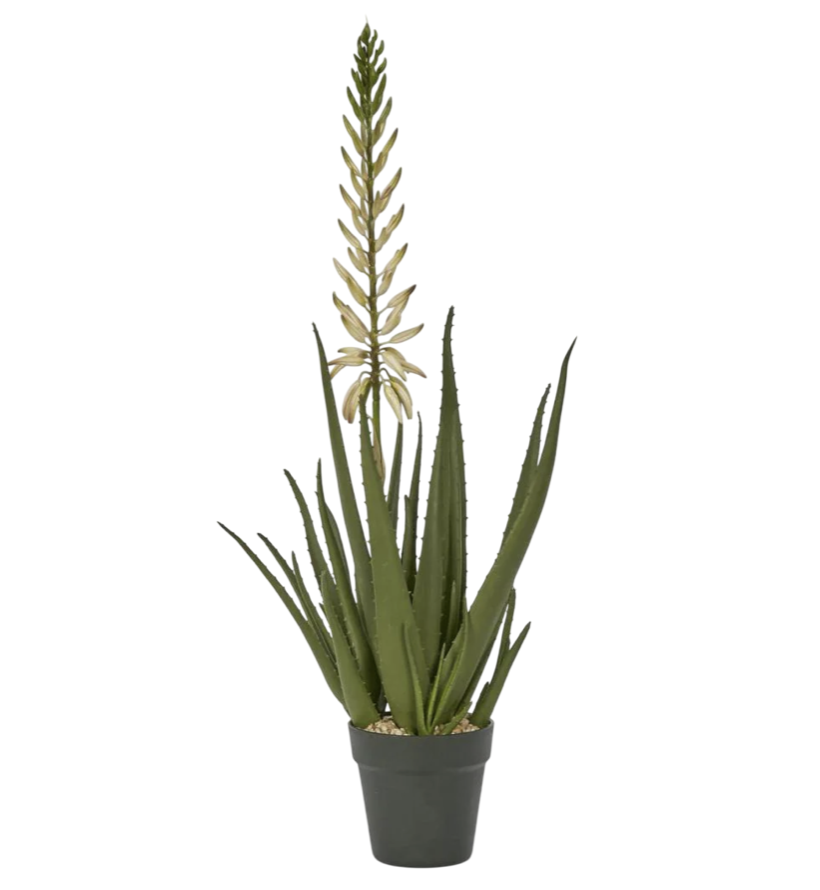 Potted Aloe