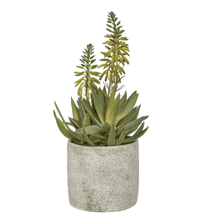 Mini Aloe Potted