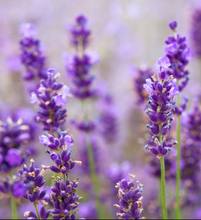 Load image into Gallery viewer, Fairywren French Lavender
