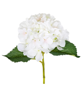 Hydrangea White