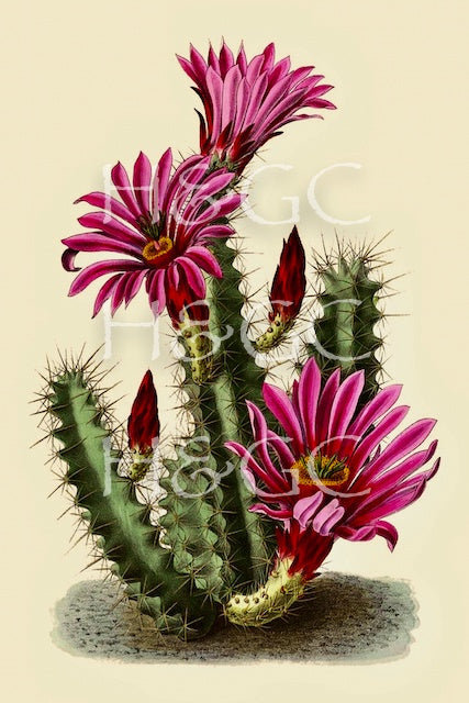 Cacti Flower III