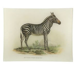 Zebra - Tray 8 x 10.5