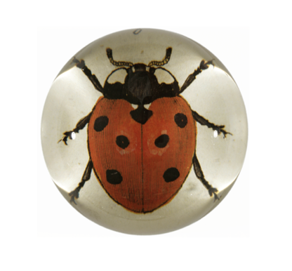 Red Ladybug - Paperweight