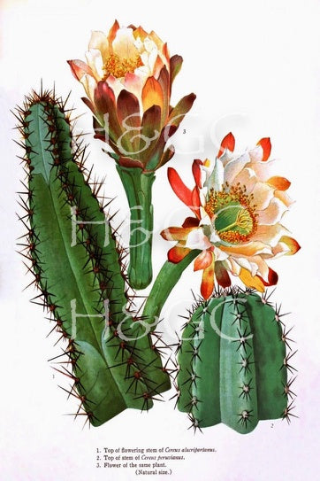 Cacti Flower II