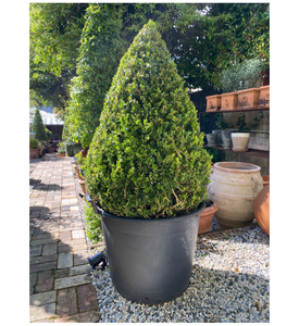 Buxus Microphylla Tear 90ltr