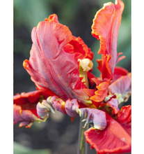 Load image into Gallery viewer, Tulips
