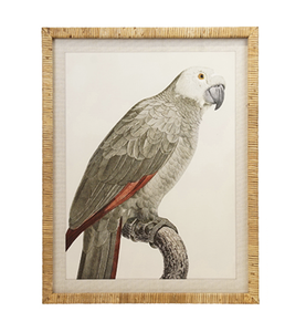 Parrot I
