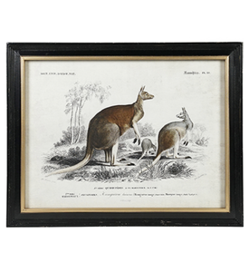 Eureka Kangaroo