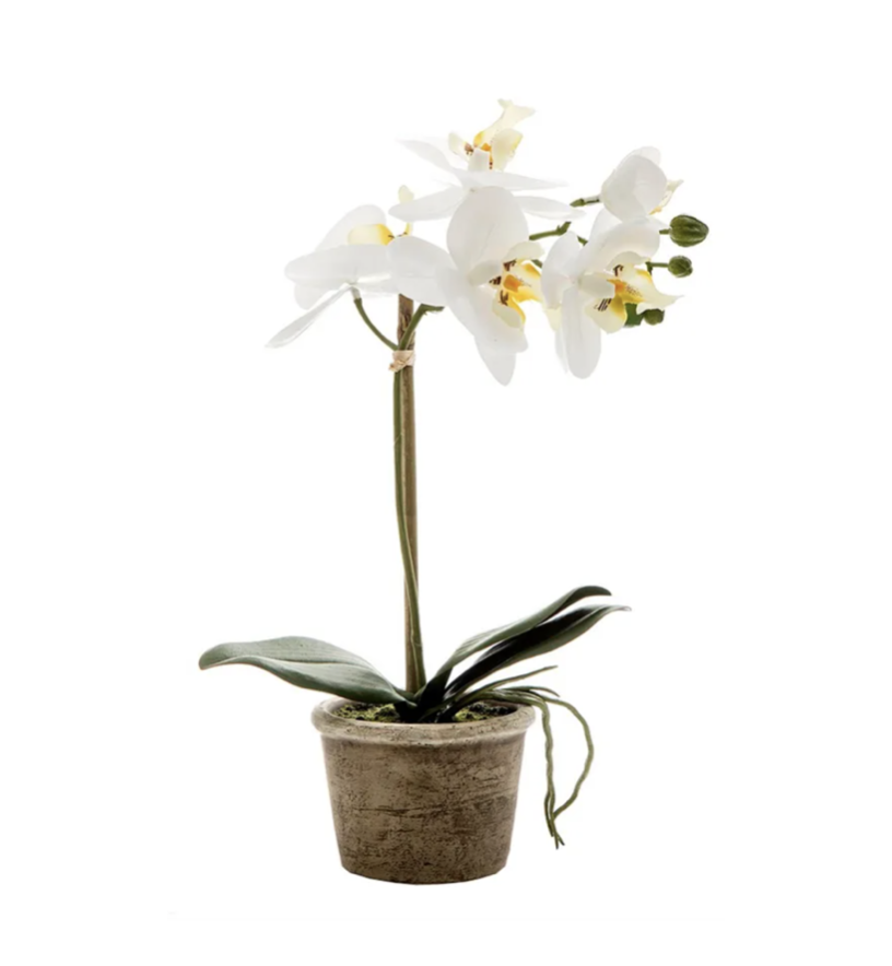 Potted Orchid Small